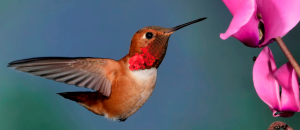 Birdwatching