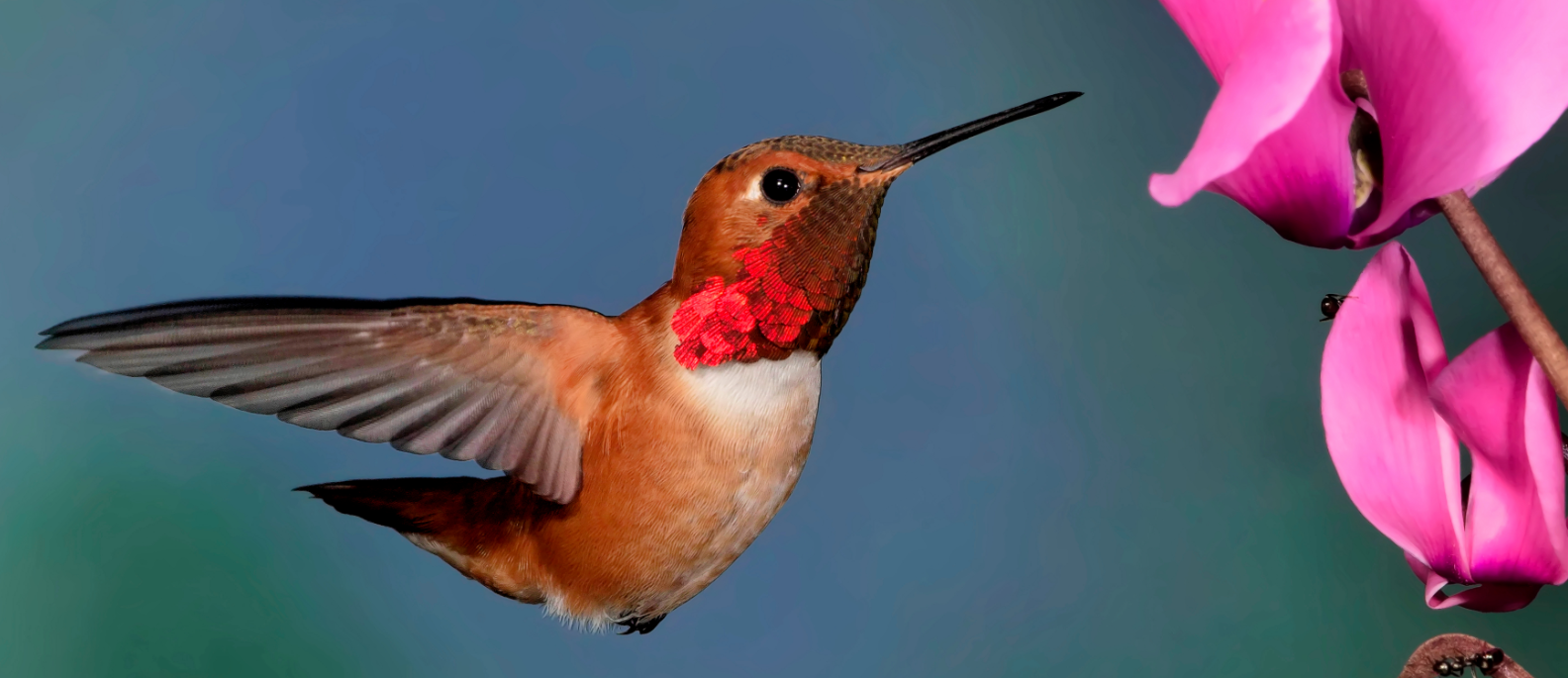 TYPES of Bird Baths Bird Bath Expert