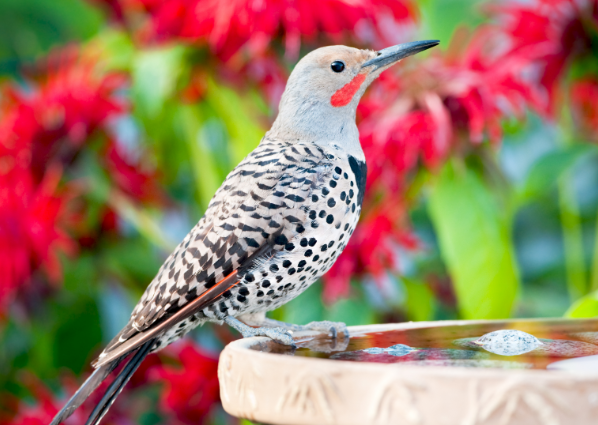 benefits of a bird bath