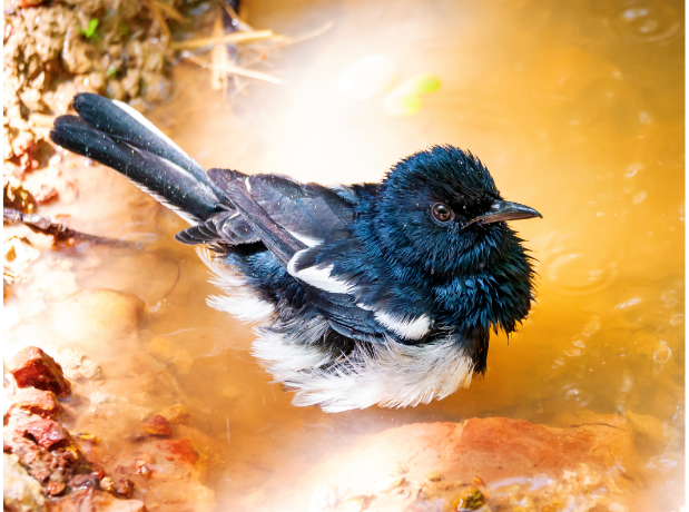 benefits of a bird bath