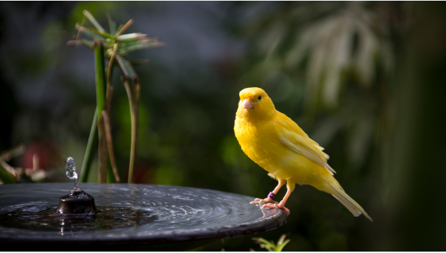 solar fountains for bird baths