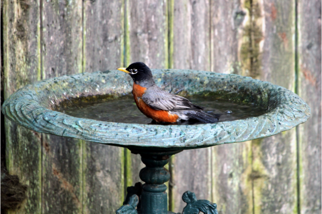 what is the best material for a bird bath